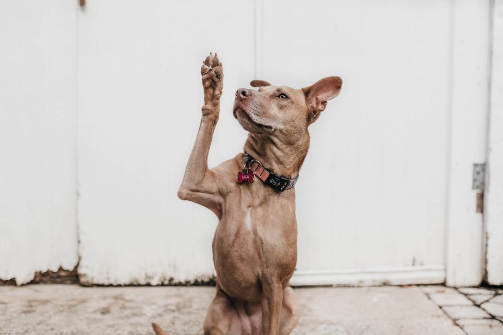 Brown dog raising its hand