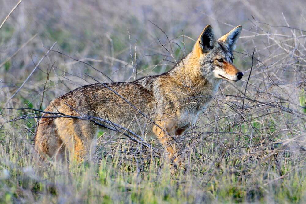 California coyote walking through a patch of residential land.
