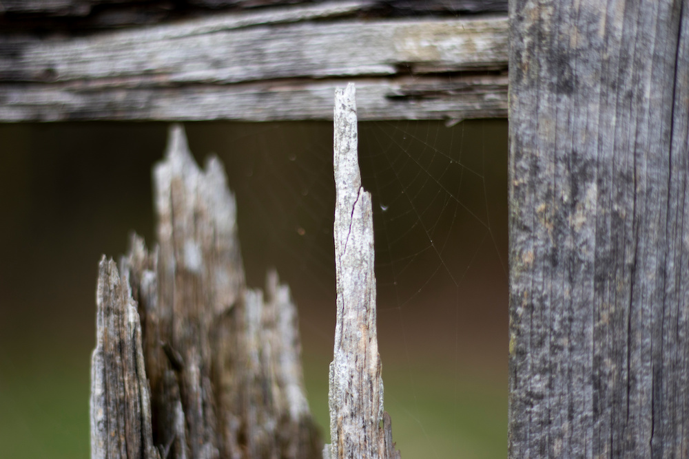 Rotten timber fencing forming boundary to farmland caused by fungal decay with shallow depth of field