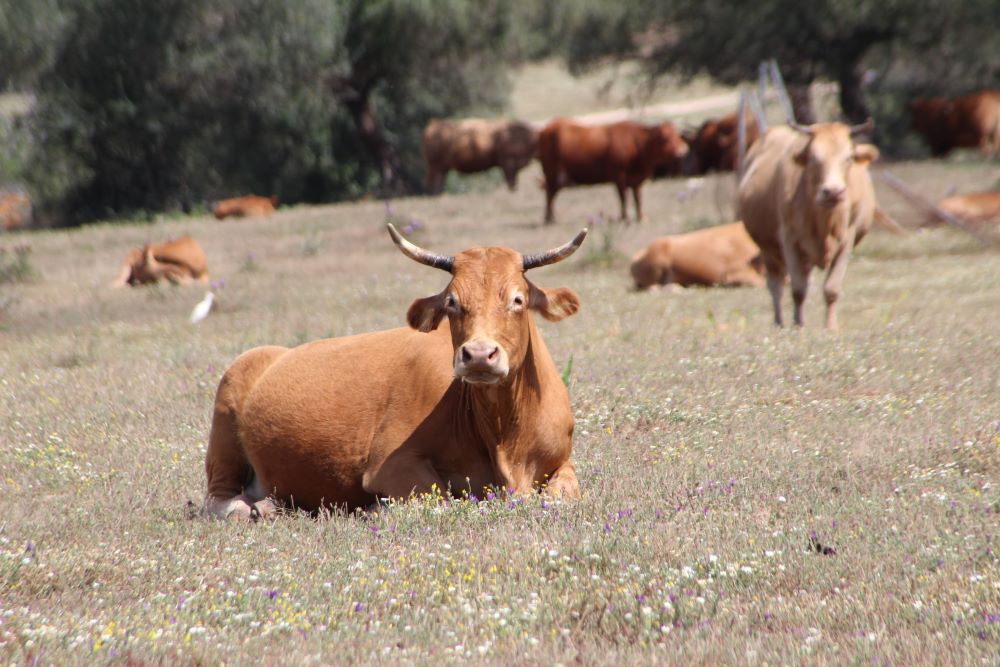 Brown cows on a ranch